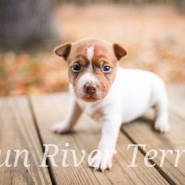 Brown based sable - Red white and sable female Rat Terrier puppy in Allegan, Michigan from Gun River Terriers