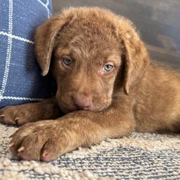 Hudson - Sedge male Chesapeake Bay Retriever puppy in Ulen, Minnesota from North Wind Gundogs