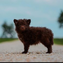 Count Chocula - Brown Mudi puppy in Valley Mills, Texas from Graves Farm Mudi