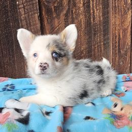 Amber - Blue merle and white female American Corgi puppy in Castle Rock, Washington from Heckman Corgis