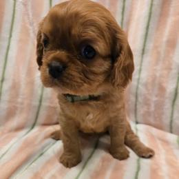 Clover - Ruby female Cavalier King Charles Spaniel puppy in Sunny Valley, Oregon from Sunny Valley Cavaliers