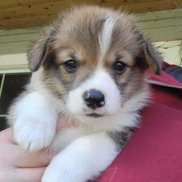 Boy 1 - Red male Pembroke Welsh Corgi puppy in Roy, Washington from Brighton Creek Welsh Corgis
