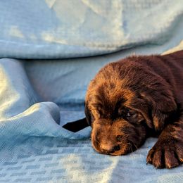 Dilute Retriever and Labrador Retriever Puppies from LC Hunting Labs, LLC.