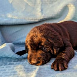 Dilute Retriever and Labrador Retriever Puppies from LC Hunting Labs, LLC.