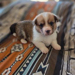 Light Blue collar - Red male Pembroke Welsh Corgi puppy in Fallon, Nevada from Fuzzy Butt Corgies