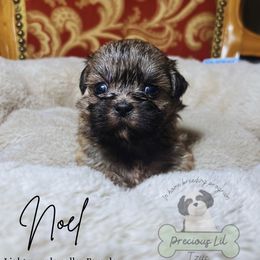 Noel - Sable and white female Shih Tzu puppy in Lake City, South Carolina from Precious Lil Tzus