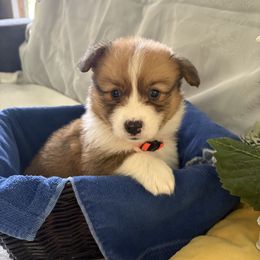 Boy 1 (orange collar) - Red male Pembroke Welsh Corgi puppy in Mountain View, Hawaii from Celtic Corgis