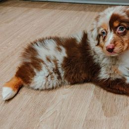Australian Shepherd Puppies from Aus Cal (Aussies of SoCal)