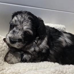 Male 1 - Black and silver brindle male Havapoo puppy in Medina, Ohio from Momma's Minis