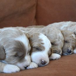 Goldendoodle Puppies from Maggies Doodles (maggiesdoodlesaz.com)