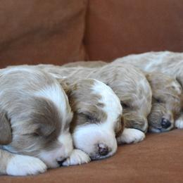 Goldendoodle Puppies from Maggies Doodles (maggiesdoodlesaz.com)
