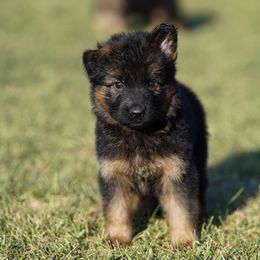 Pink Ribbon - Black and red female German Shepherd puppy in Howard City, Michigan from Sherman's Shepherds