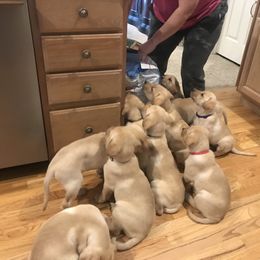 Labrador Retriever Puppies from Sycamore Kennels