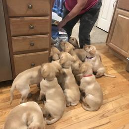 Labrador Retriever Puppies from Sycamore Kennels