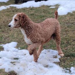 Hazel - Bernedoodle