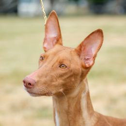 Karma - Pharaoh Hound