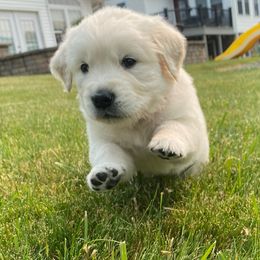 Golden Retriever Puppies from Luckie Puppies