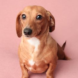 Dachshunds from Ryans Nursery