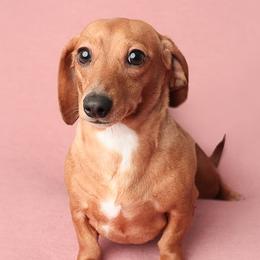 Dachshunds from Ryans Nursery