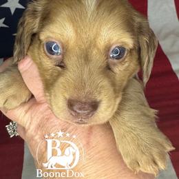 Sage - Dapple male Dachshund puppy in Lexington, Oklahoma from BooneDox Miniature Dachshunds