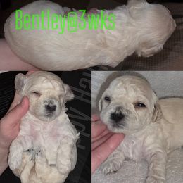 Bentley - Cream male Havanese puppy in Kansas City, Missouri from Happy Havi Tails