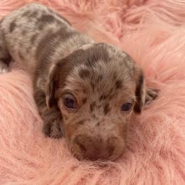Callie - Dapple female Dachshund puppy in Sarah, Mississippi from White's Mississippi Doxies