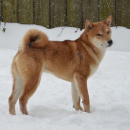 Riot - Shiba Inu
