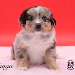 Kanga - Blue merle female Miniature Australian Shepherd puppy in Weeki Wachee, Florida from Arlington's Mini Aussies