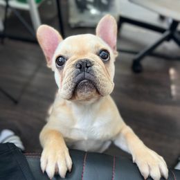 French Bulldog Puppies from Ranch Royale