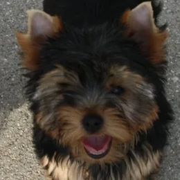 Yorkshire Terrier All Grown Up from Trinity Yorkshire Terriers