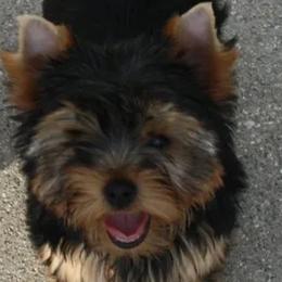Yorkshire Terrier All Grown Up from Trinity Yorkshire Terriers