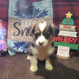 Girl 2 - Black and tan female Pembroke Welsh Corgi puppy in Portland, North Dakota from Sliding stop corgis