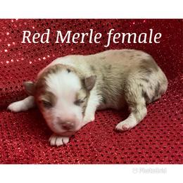 Girl 3 - Miniature Australian Shepherd puppy in Paris, Texas from Kuttin’ Up Mini Aussies