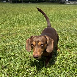 Mack - Dachshund
