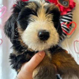 Hank - Tri-color Bernedoodle puppy in Maryville, Missouri from M&M Mini Bernedoodles