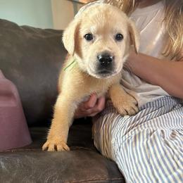 Croc- black collar - Yellow male Labrador Retriever puppy in Isanti, Minnesota from Four Corners Family Labs