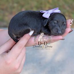 Girl 5 - Black and cream female Dachshund puppy in Bremen, Georgia from Doodles & Doxies