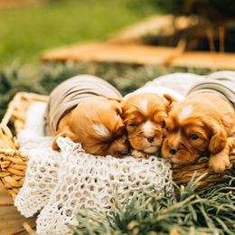 Cavalier King Charles Spaniel Puppies from Cavi Cutie Collective