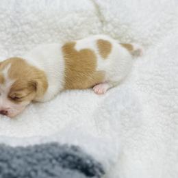 Spice - Red female Companion Cross puppy in Garvin, Oklahoma from Hochatown Awesome Aussies