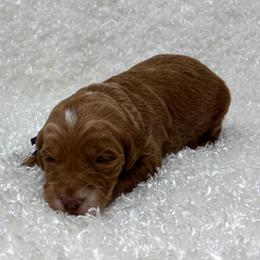 Violet - Red  female Goldendoodle puppy in Casselberry, Florida from My Little Doodle