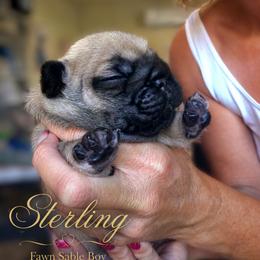 French Bulldog Puppies from Scherners Frenchie Frenz