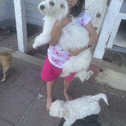 Angel - Maltese