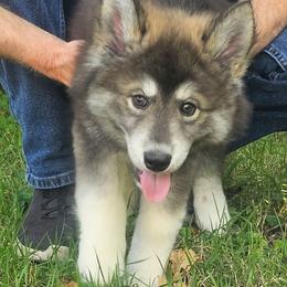 Tayto - Agouti and white male Siberian Husky puppy in Louisville, Kentucky from Wild Hunt Huskies