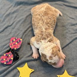Pluto - Parti male Goldendoodle puppy in Camden, North Carolina from Oopsie Doodles of NC
