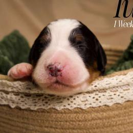 Tuk - Tri-color female Bernedoodle puppy in Palmetto Bay, Florida from SOMIDOODLES