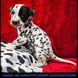 Avalanche - White and black male Dalmatian puppy in Salem, Missouri from Paradise Spots Dalmatians