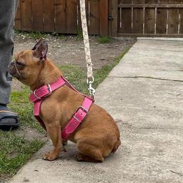 Leona - French Bulldog