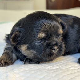 Beky - Black and tan female Shih Tzu puppy in Bloomington, California from Horacio Basulto's Shih Tzu