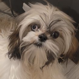 Chevy - Shih Tzu