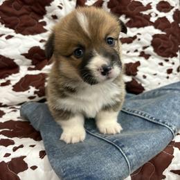 Teddy - White and red male Pembroke Welsh Corgi puppy in Dugspur, Virginia from Camelot Corgis